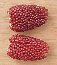 USA Red Strawberry Popcorn Corn Zea Mays Vegetable 150 Seeds - £8.75 GBP