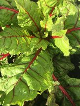50 Seeds Organic Swiss Chard Rhubarb Perpetual Spinach Garden Fresh - £7.53 GBP