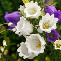 New Fresh Seeds Canterbury Bells Seed Campanula Medium White Flower Seeds 5000 S - $11.06