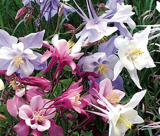 COLUMBINE MIXED COLORS DWARF Aquilegia Vulgaris - 2,000 Bulk Seeds - $31.18