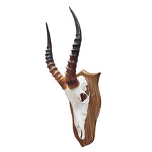 Deer Skull - Blesbok Skull on Shield, Real Antelope Skull - Blesbok Trop... - $137.61