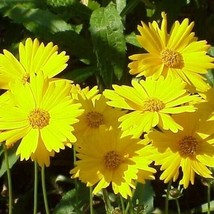 Enil Coreopsis LANCE-LEAVED Tickseed Perennial Butterfly Garden 200 Seeds - £3.58 GBP