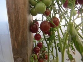 Item image 1 image 1