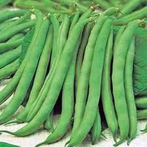 Bean, Top Crop Bush, Heirloom, Organic 100 Seeds, Great Tasting Fresh or Cooked - £5.64 GBP