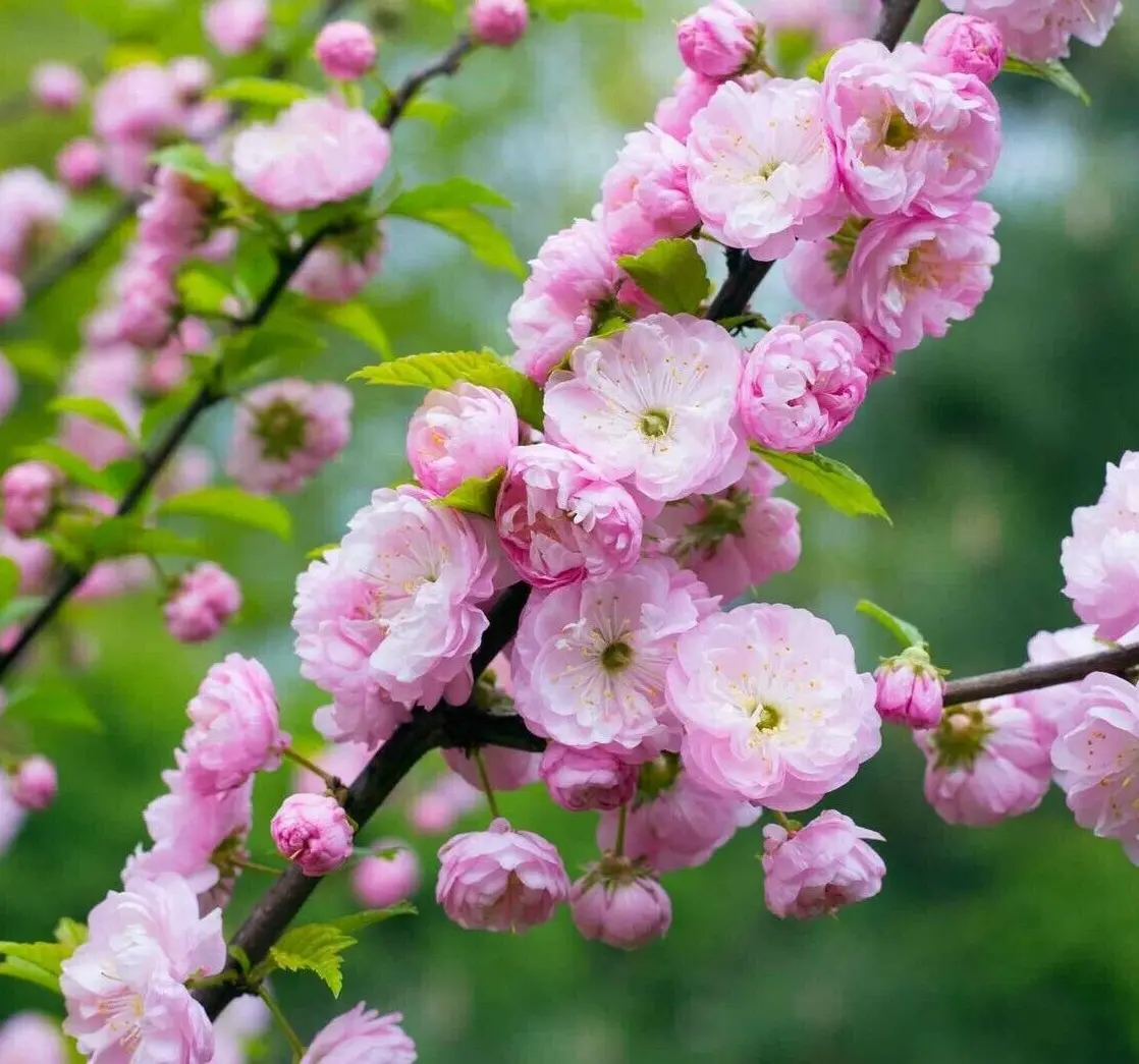 Pink Flowering Almond Shrub/Bush 6-12&quot; Tall Live Plant 4&quot; Prunus triloba - £51.08 GBP