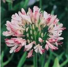 100 Seeds Agapanthus Africanus Seeds Fireworks African Lily Strawberry Ice Garde - £10.55 GBP