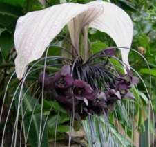 20 Pc Seeds Tacca chantrieri White Plant, White Bat Flower Seeds for Planting RK - £20.14 GBP