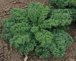 Kale Vates blue curled 200 Seeds #SDT18 - £14.37 GBP