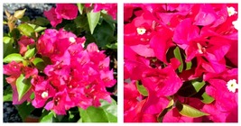 USA Seller - VERA LYNN Bougainvillea Small Well Rooted Starter Plant - $44.98