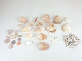 Natural Sea Shells Colorful Decorative Shells Aquarium Decor Craft VTG Lot - £39.46 GBP