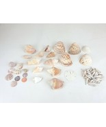Natural Sea Shells Colorful Decorative Shells Aquarium Decor Craft VTG Lot - €42,98 EUR