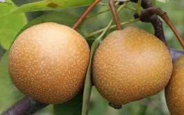 VP Niitaka Pear for Garden Planting USA  25+ Seeds - £6.45 GBP