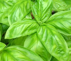 150 Italian Large Leaf Basil Seeds Fresh Harvest For Gardens - £5.38 GBP