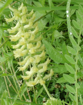 115 Seeds Vetch Canadian Milk Light Yellow Blossoms Quick Garden Fix With Heirlo - $8.35