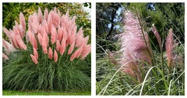 Pink Cortaderia Selloana Ornamental Plants Seeds 300 Seeds - £24.37 GBP