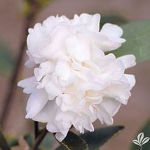 Polar Ice Camellia Japonica Live Starter Plant Highly Variable Blooms Fa... - $45.03