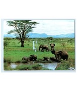Vintage Elephants Bathing Kenya Safari M. Hiraiwa Artist Postcard - $9.62 CAD