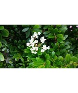 KKG Viburnum Obovatum Walter&#39;S Viburnum Evergreen Shrub Seeds Fresh Garden - $181.42 MXN