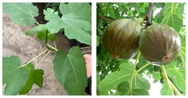 Fig Tree - 'Olympian' - Fruiting Fig Tree - Ficus Carica - $37.99