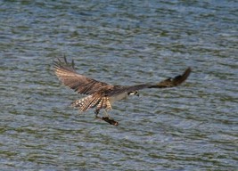 An item in the Art category: Osprey Flying 8x10 Photo By Chris Mathein 9368