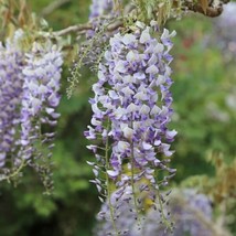 5 Domino Wisteria Seeds Vine Climbing Flower Seed 990 Gardening USA SHIPPING - £7.23 GBP