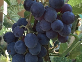 Vitis Labrusca Concord Grape Fresh Seeds - £14.89 GBP