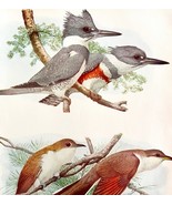 Kingfisher And Cuckoos 1936 Bird Art Lithograph Color Plate Print DWU12A - $54.86 CAD