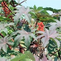 100 seeds Castor Bean Seeds Red Green Pink MOLE Repellent - $10.99