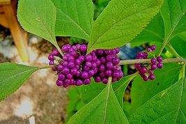 Live Plants Purple American Beauty Berry 1-2 Ft. Bush Callicarpa French Mulberry - £38.36 GBP
