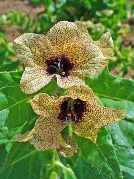 Top Seller 200 Black Henbane Nightshade Hyoscyamus Niger Flower Seeds - £11.48 GBP