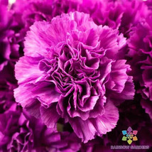 200+ Purple Grenadin Carnation Seeds - £6.76 GBP