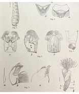 Southern Buffalo Gnat Insect Drawings Victorian 1887 Art Print Entomolog... - $459.01 MXN