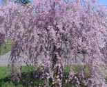 Purple Willow 5 Seeds Tree Weeping Flower Giant Full - $6.75