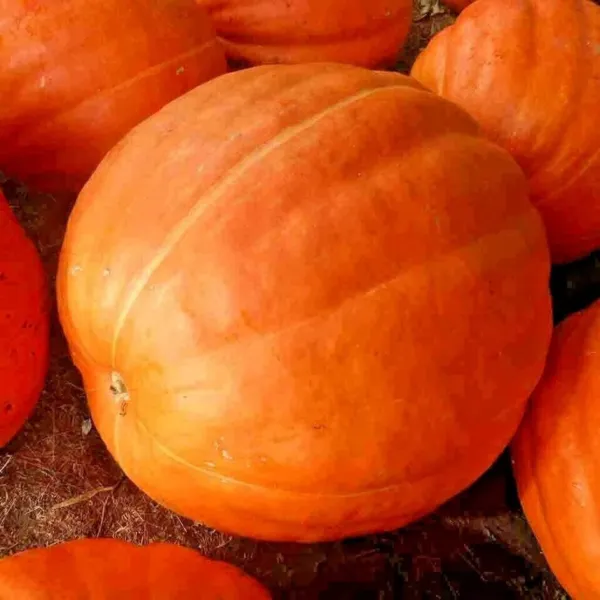 Pumpkin Big Max Seeds Giant Heirloom Non-Gmo Buy One Get One 50% Off Garden - £7.03 GBP