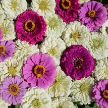 Zinnia Elegans Blueberry Cheesecake Flower Seed Mix 2000 Seeds Fresh Garden USA  - $19.98