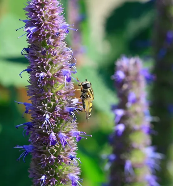 Anise Hyssop Seeds For Planting (200 Seeds) Stunning Wildflowers Agastache Foe F - £15.72 GBP