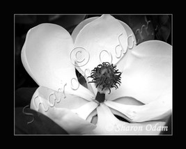 Magnolia Dreams ~ DF0069BW ~ Fine Art Photography - $17.50
