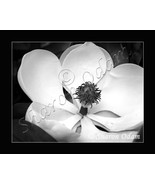 Magnolia Dreams ~ DF0069BW ~ Fine Art Photography - £13.77 GBP