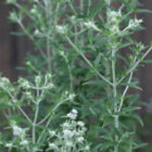 Mountain Mint 1000 Seeds Pycnanthemum pilosum - £9.42 GBP