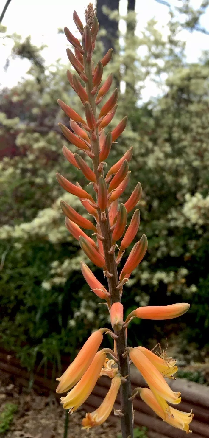 1 Organic Aloe Vera Pup 7” + Potted Healthy Live Medicinal Plant Bubble ... - $38.60