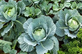 500+ Cabbage Seed - All Seasons Heirloom Non Gmo Fresh Garden - $8.76