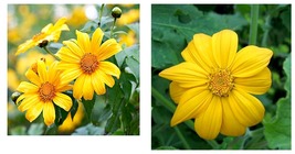 50 seeds Sunflower- Mexican Yellow- Tithonia Speciosa Seeds Fresh Garden... - $21.99