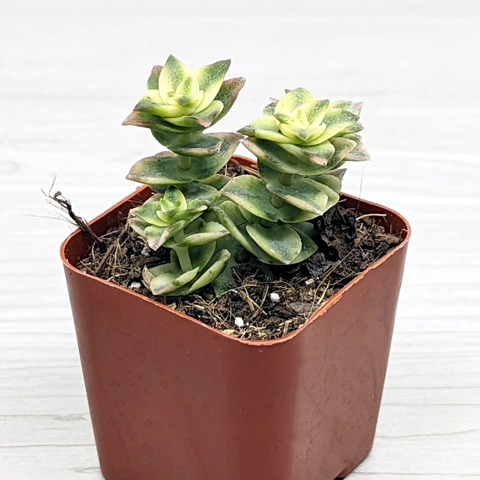 Succulent Plant - Crassula Perforata Variegated String of Buttons - In 2... - $17.20