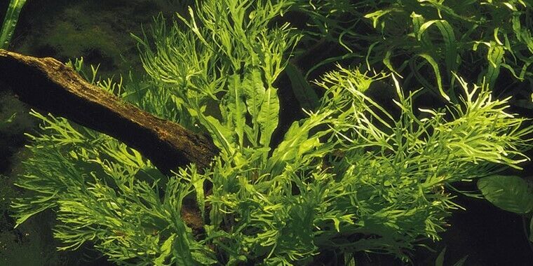 JAVA FERN MICROSORIUM WINDELOV ONE BUNDLE-Freshwater Aquatic Live Plants  - $4.94