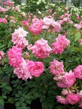 Sweet Drift Pink Roses 5 Gal. Ground Cover Double Flower Rose Bush Live Plants - £92.02 GBP