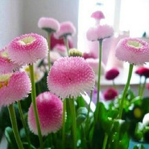 100 Seeds Strawberry Ice Cream Little Daisy Seeds Garden USA Shipping - £5.60 GBP