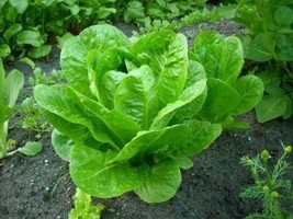 Greek lettuce cos romana seeds- 100 seeds- code 131 - £3.98 GBP