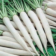 HSeeds White Icicle Radish Seeds 200 Ct White Ice Vegetable Garden Heirloom Non- - £2.08 GBP