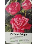 Perfume Delight Hybrid Tea Rose Pink 3 Gal. Bush Plant live Plants Fine Roses - $77.55