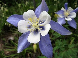 Shipped From Us 100 Blue Rocky Mountain Columbine Aquilegia Flower Seeds, LC03 - £16.78 GBP